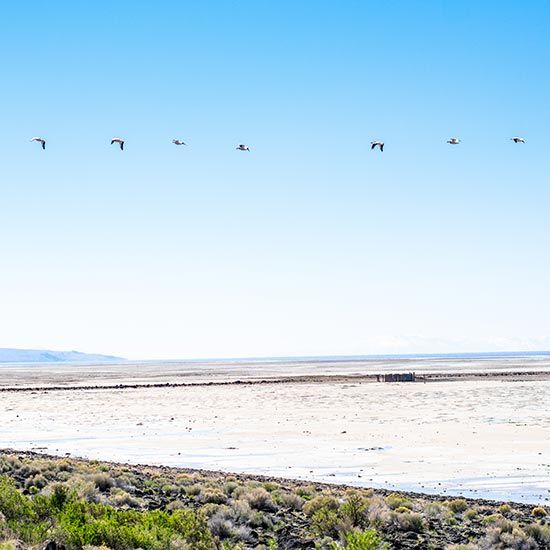 President’s Message; Seven birds fly in formation across a clear blue sky above a vast, barren landscape. Low shrubs dot the foreground, conveying a calm, serene atmosphere.